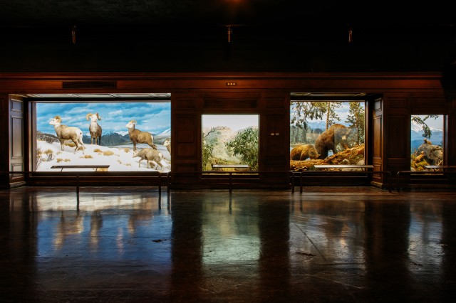 Mammals of North America dioramas
