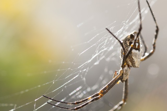 A closeup photograph of a silverback spider on its web