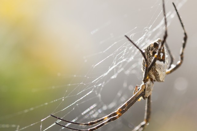 A close-up photograph of a silverback spider on its web
