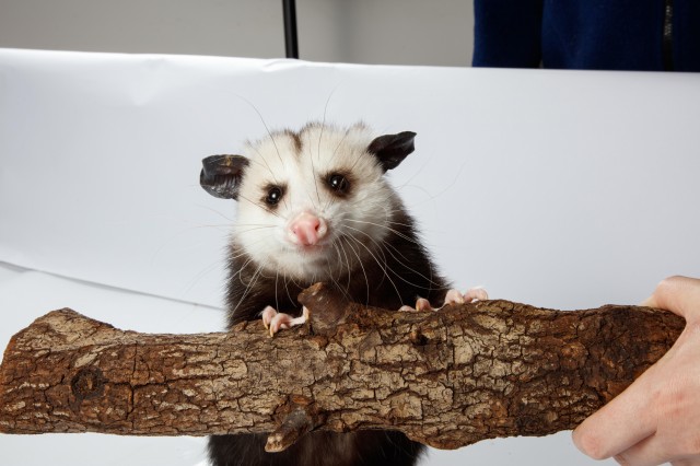 baby opossum on branch