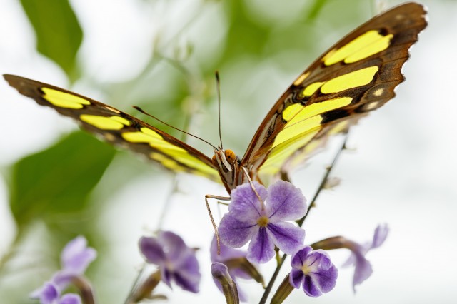 Yellow and black malachite butterfly resting on purple flower
