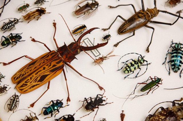 insects bugs specimens drawer research and collections entomology