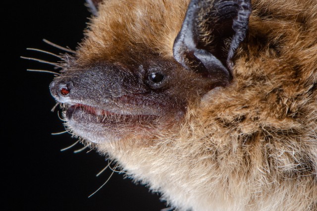 big brown bat