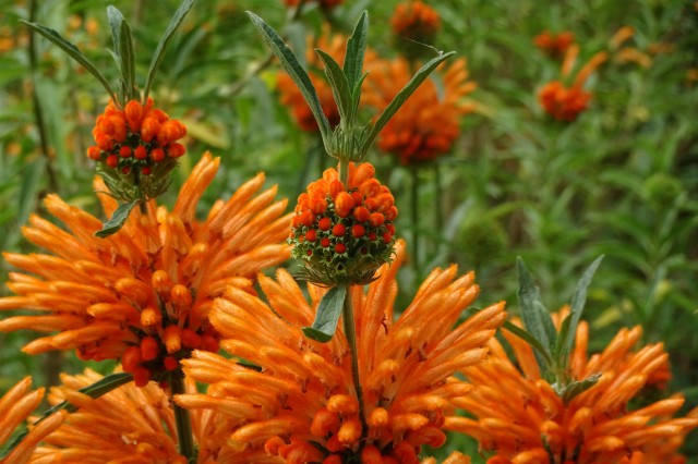 The fiery orange blossoms of South African lion’s tails attract hummingbirds.