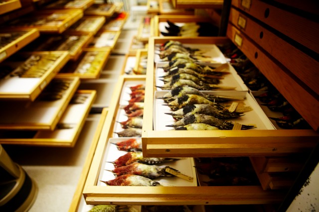 ornithology birds collections drawer research and collections