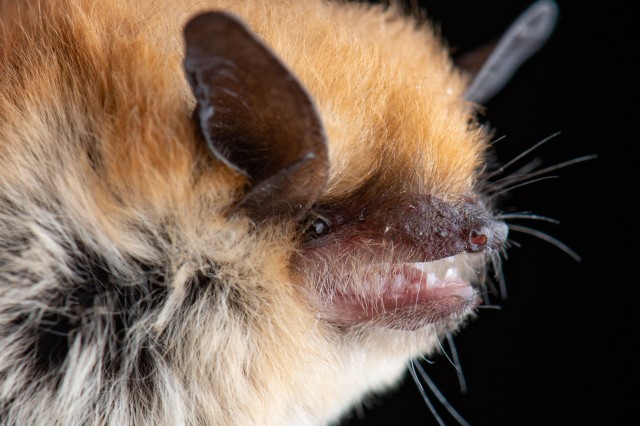 California myotis (Myotis californicus)