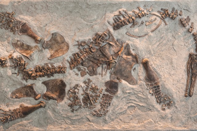 pregnant plesiosaur in dinosaur hall