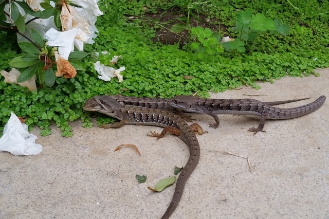 Three Southern Alligator Lizards in a Pasadena apartment complex