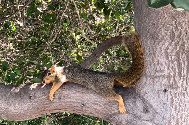Fox squirrel, laying on ground by a tree.