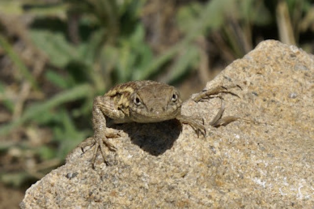 western fence lizard sitting on rock