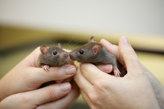 Hands holding two rats during rat training by the Live Animals Program team