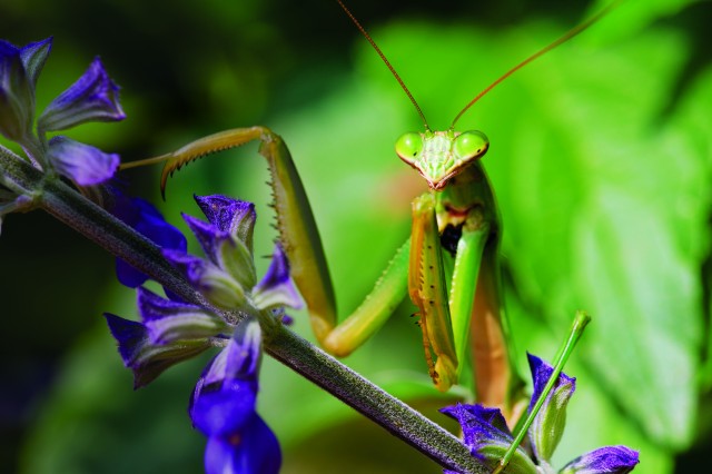 Photo of mantis on leaf branch