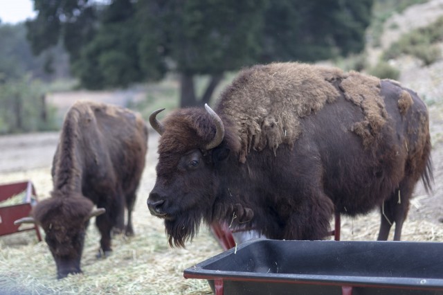 Hart museum herd of bison grazing