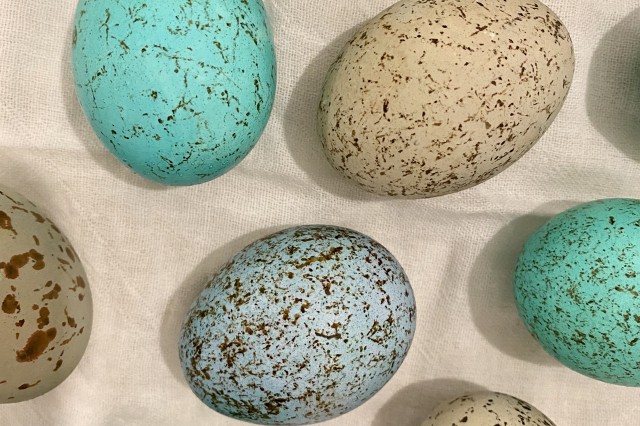 dyed and speckled eggs look like dino eggs