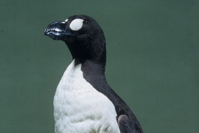 Great Auk in NHM's collections
