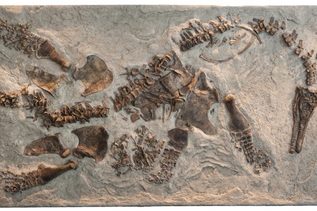 Pregnant Plesiosaur specimen in Dinosaur Hall
