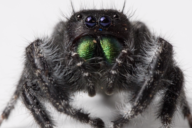 Spider Close-up