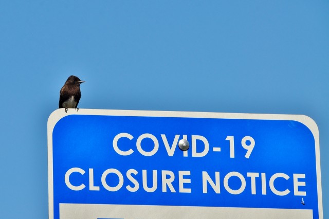 A black phoebe bird perces on a Covid-19 Closure Notice sign.