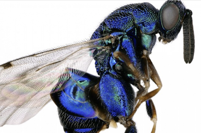 closeup image of spider wasp