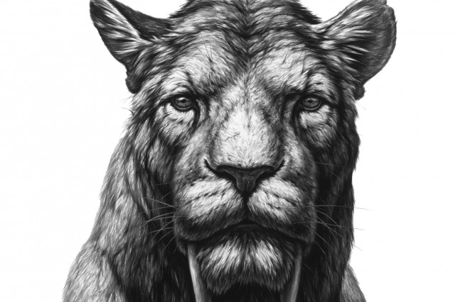 Black and white illustration of a sabertoothed cat