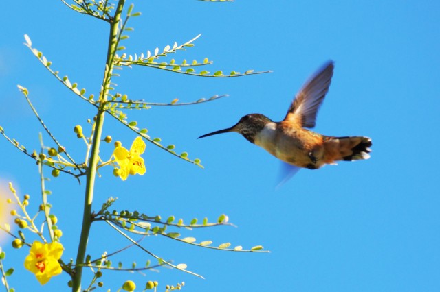 Humming Bird in Flight