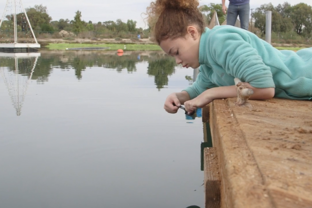 Girl on pier lays down on stomach and uses plastic spoon to look for small crustaceans in water.