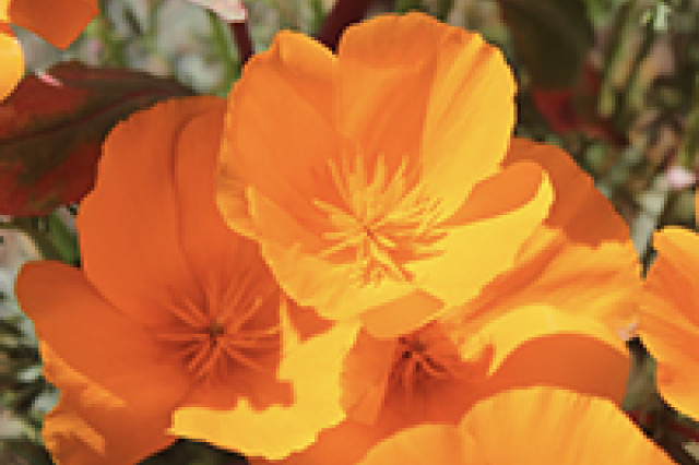Photo of California Poppy