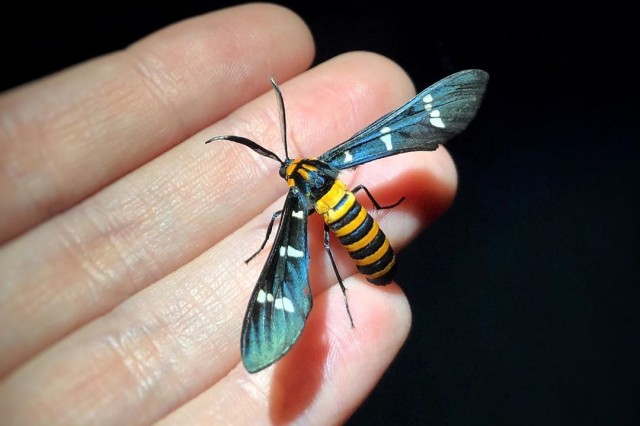  Yellow-banded wasp moth (Syntomeida ipomoeae).