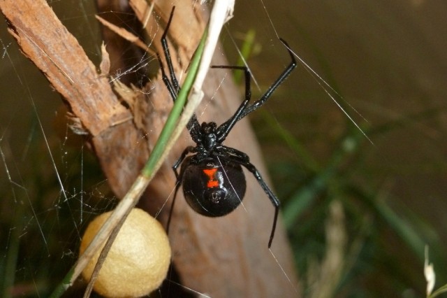 Western Black Widow with egg sac