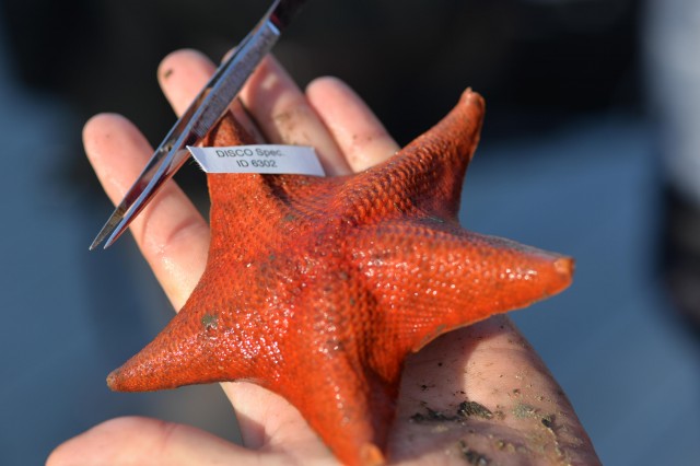 Hand holding a starfish marine biology specimen with tag