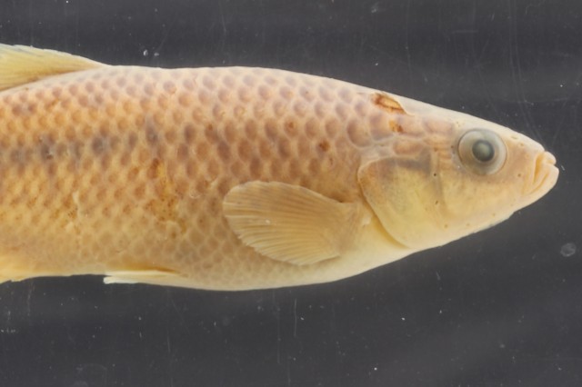 fundulus_parvipinnis_header_fishtrip_midwest