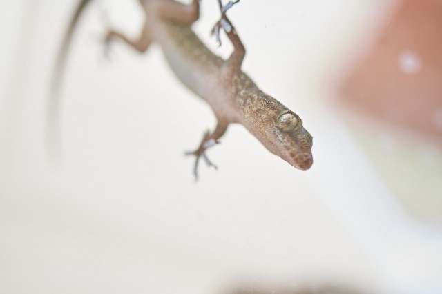 image of a gecko