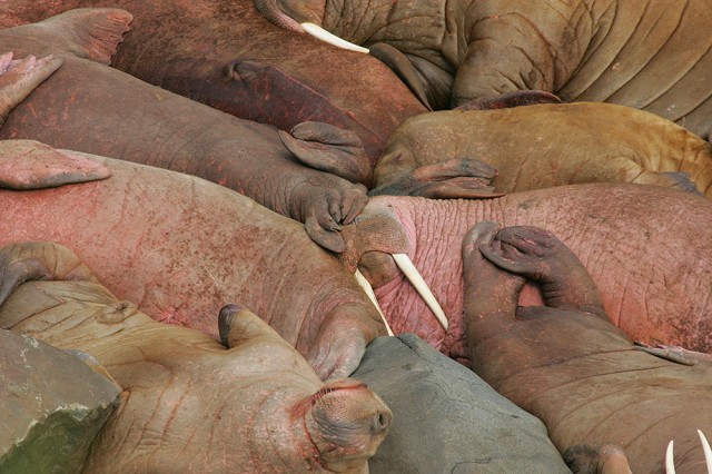 Male walruses relaxing