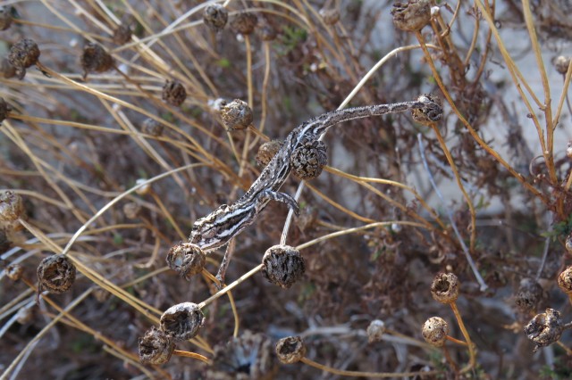 Cape Dwarf Chameleon (Bradypodion pumilum) 