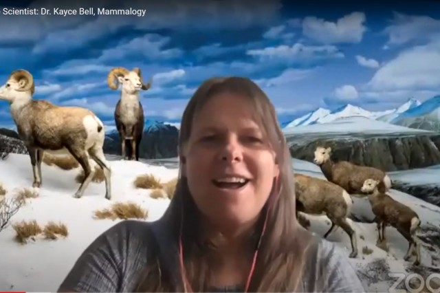 thumbnail of Dr. Kayce Bell with bighorn sheep Zoom background