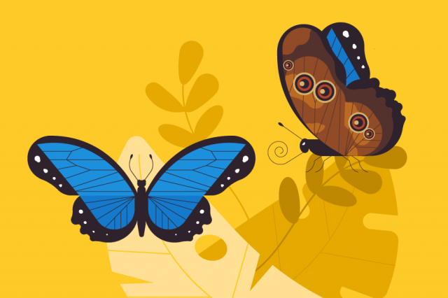 illustration of two butterflies on yellow background