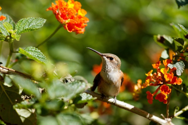 Foto de un colibrí en un arbusto.