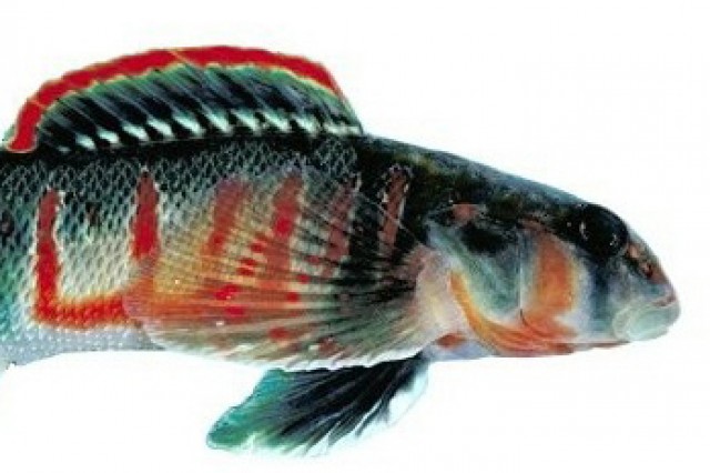 Candy Darter – Etheostoma osburn for featured image