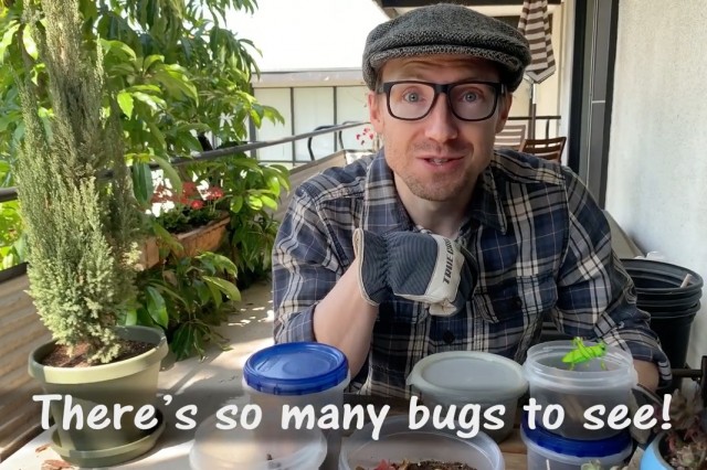 There's so many bugs to see! Still image