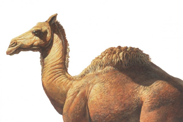 Camelops Cropped