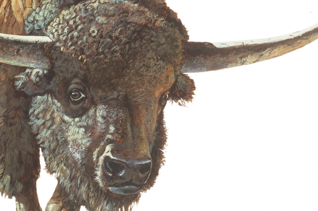 Bison close up for featured image