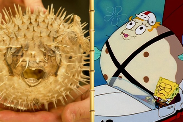 thumbnail image for science of spongebob teaser
