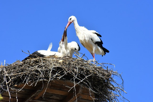 white storks