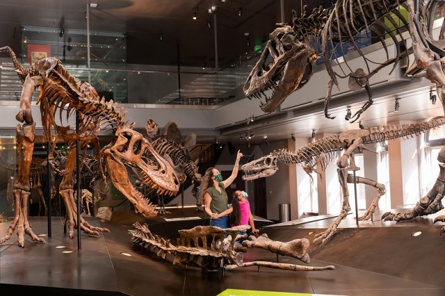 Experience Nhm Natural History Museum