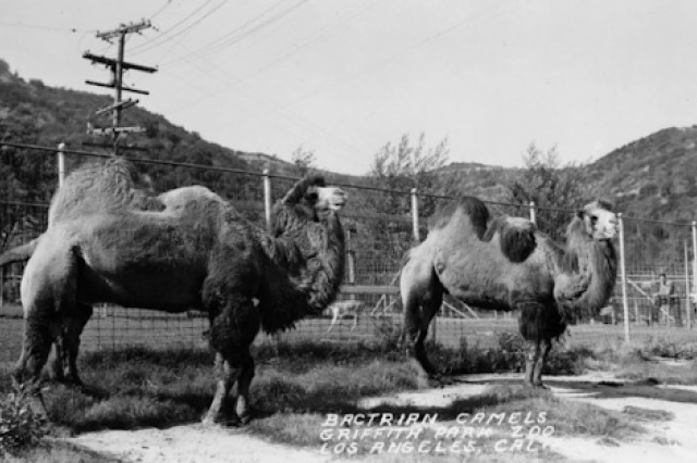 Bactrian camels at the Griffith Park Zoo, circa 1910-1916.