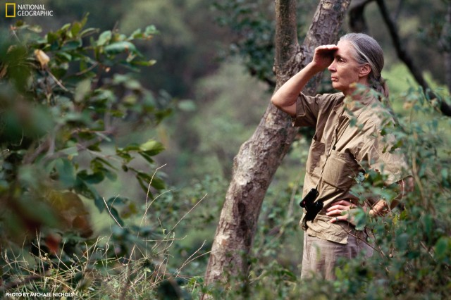 Dr. Jane Goodall, DBE,  35 years after her original observations, finding great joy in watching the Gombe chimpanzees. Gombe National Park, Tanzania.