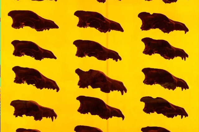 Grid of fossil skulls on yellow background