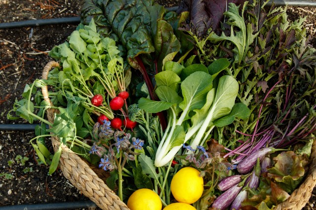 A basket with radishes, lemons and greens rests on a garden bed.