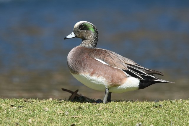 A male American wigeon  Image by iNaturalist user wildreturn