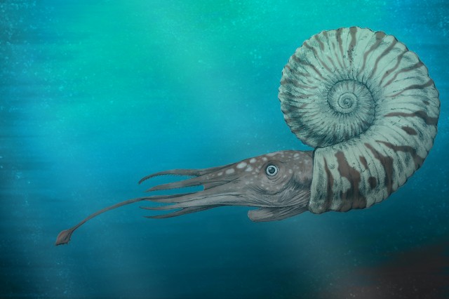 LA Underwater Ammonite